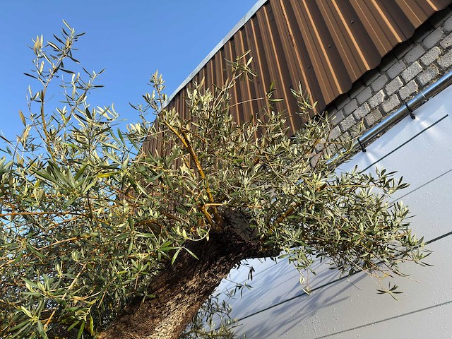 Olijfboom bonsai xxl - olea europaea - ca. 150 jaar oud - hoogte ca. 300 cm - afbeelding 1 van  2