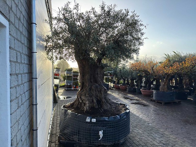 Olijfboom bonsai xxl - olea europaea - ca. 150 jaar oud - hoogte ca. 300 cm - afbeelding 2 van  2