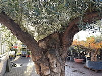 Olijfboom bonsai xxl - olea europaea - ca. 150 jaar oud - hoogte ca. 300 cm - afbeelding 1 van  3