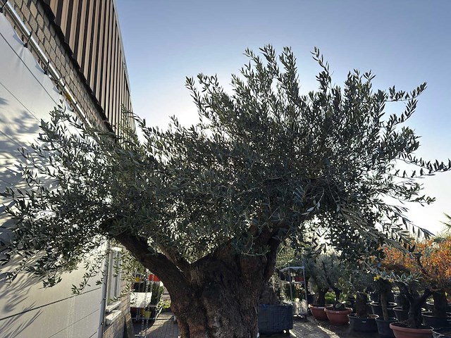 Olijfboom bonsai xxl - olea europaea - ca. 150 jaar oud - hoogte ca. 300 cm - afbeelding 2 van  3