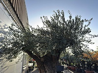 Olijfboom bonsai xxl - olea europaea - ca. 150 jaar oud - hoogte ca. 300 cm - afbeelding 2 van  3