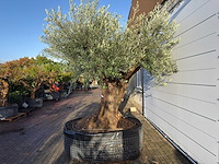 Olijfboom bonsai xxl - olea europaea - ca. 150 jaar oud - hoogte ca. 300 cm