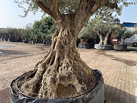 Olijfboom bonsai xxl - olea europaea - ca. 200 jaar oud - hoogte ca. 290 cm - afbeelding 2 van  9