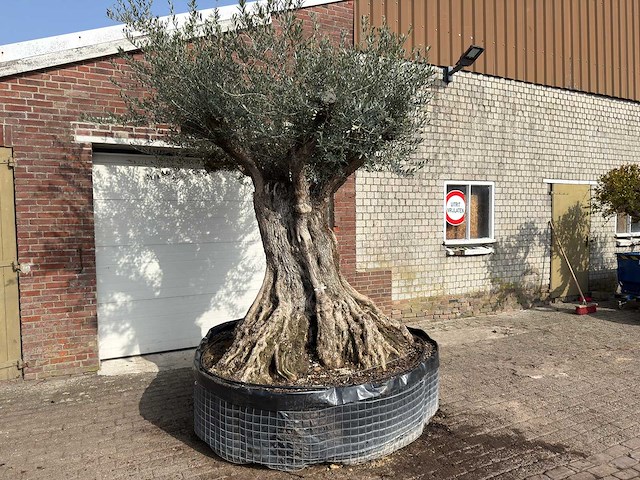 Olijfboom bonsai xxl - olea europaea - ca. 200 jaar oud - hoogte ca. 290 cm - afbeelding 3 van  9