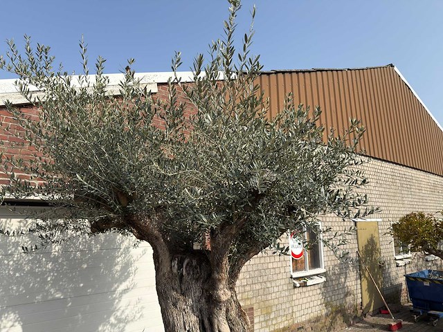 Olijfboom bonsai xxl - olea europaea - ca. 200 jaar oud - hoogte ca. 290 cm - afbeelding 7 van  9