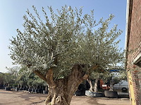 Olijfboom bonsai xxl - olea europaea - ca. 200 jaar oud - hoogte ca. 290 cm - afbeelding 9 van  9