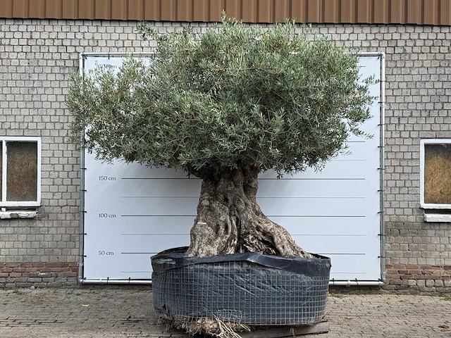 Olijfboom bonsai xxl - olea europaea - ca. 250 jaar oud - hoogte ca. 280 cm - afbeelding 1 van  9