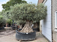Olijfboom bonsai xxl - olea europaea - ca. 250 jaar oud - hoogte ca. 280 cm - afbeelding 2 van  9
