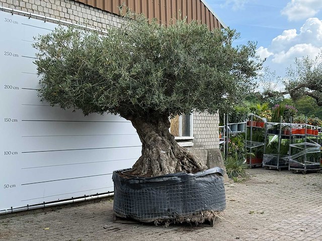 Olijfboom bonsai xxl - olea europaea - ca. 250 jaar oud - hoogte ca. 280 cm - afbeelding 3 van  9