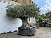 Olijfboom bonsai xxl - olea europaea - ca. 250 jaar oud - hoogte ca. 280 cm - afbeelding 3 van  9