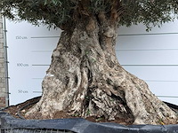Olijfboom bonsai xxl - olea europaea - ca. 250 jaar oud - hoogte ca. 280 cm - afbeelding 4 van  9