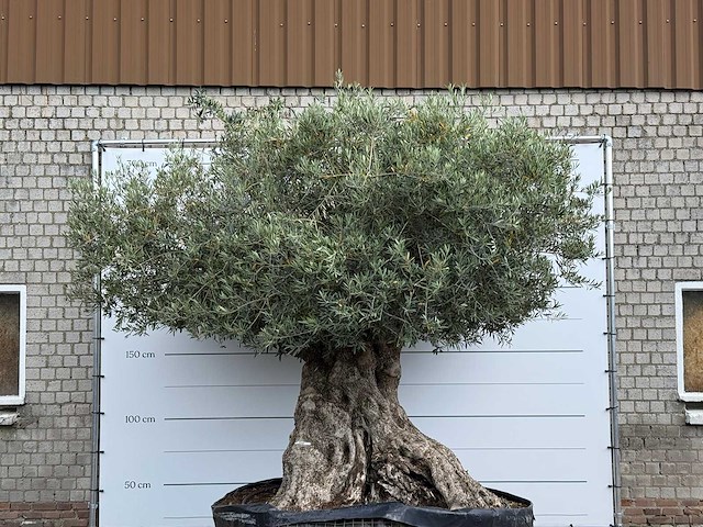 Olijfboom bonsai xxl - olea europaea - ca. 250 jaar oud - hoogte ca. 280 cm - afbeelding 5 van  9