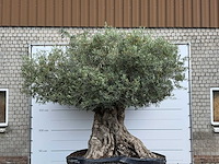 Olijfboom bonsai xxl - olea europaea - ca. 250 jaar oud - hoogte ca. 280 cm - afbeelding 5 van  9