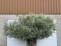 Olijfboom bonsai xxl - olea europaea - ca. 250 jaar oud - hoogte ca. 280 cm - afbeelding 6 van  9