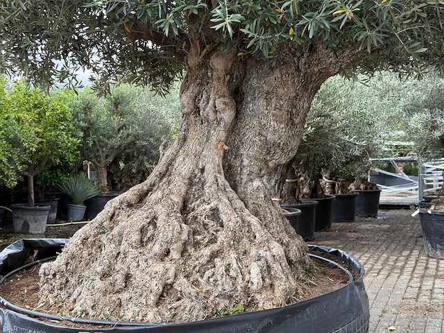 Olijfboom bonsai xxl - olea europaea - ca. 250 jaar oud - hoogte ca. 280 cm - afbeelding 7 van  9