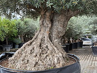 Olijfboom bonsai xxl - olea europaea - ca. 250 jaar oud - hoogte ca. 280 cm - afbeelding 7 van  9
