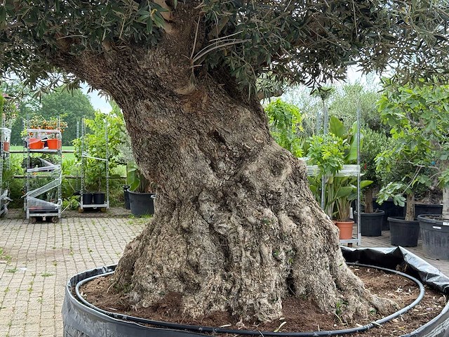 Olijfboom bonsai xxl - olea europaea - ca. 250 jaar oud - hoogte ca. 280 cm - afbeelding 8 van  9