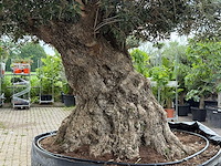 Olijfboom bonsai xxl - olea europaea - ca. 250 jaar oud - hoogte ca. 280 cm - afbeelding 8 van  9