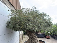 Olijfboom bonsai xxl - olea europaea - ca. 250 jaar oud - hoogte ca. 280 cm - afbeelding 9 van  9