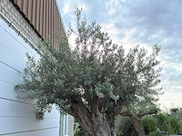 Olijfboom bonsai xxl - olea europaea - ca. 250 jaar oud - hoogte ca. 280 cm - afbeelding 2 van  10