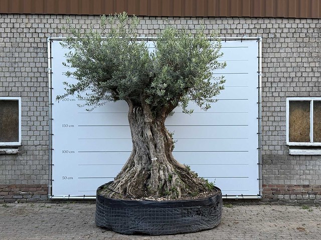 Olijfboom bonsai xxl - olea europaea - ca. 250 jaar oud - hoogte ca. 280 cm - afbeelding 1 van  10