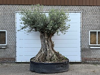 Olijfboom bonsai xxl - olea europaea - ca. 250 jaar oud - hoogte ca. 280 cm