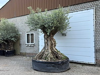 Olijfboom bonsai xxl - olea europaea - ca. 250 jaar oud - hoogte ca. 280 cm - afbeelding 3 van  10