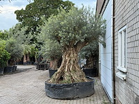 Olijfboom bonsai xxl - olea europaea - ca. 250 jaar oud - hoogte ca. 280 cm - afbeelding 4 van  10