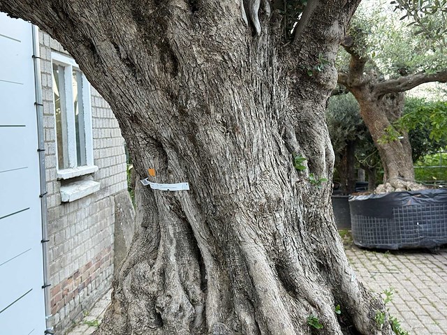 Olijfboom bonsai xxl - olea europaea - ca. 250 jaar oud - hoogte ca. 280 cm - afbeelding 7 van  10