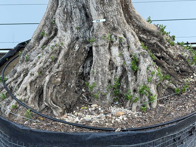 Olijfboom bonsai xxl - olea europaea - ca. 250 jaar oud - hoogte ca. 280 cm - afbeelding 8 van  10