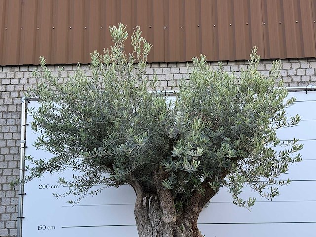 Olijfboom bonsai xxl - olea europaea - ca. 250 jaar oud - hoogte ca. 280 cm - afbeelding 9 van  10