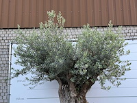 Olijfboom bonsai xxl - olea europaea - ca. 250 jaar oud - hoogte ca. 280 cm - afbeelding 9 van  10