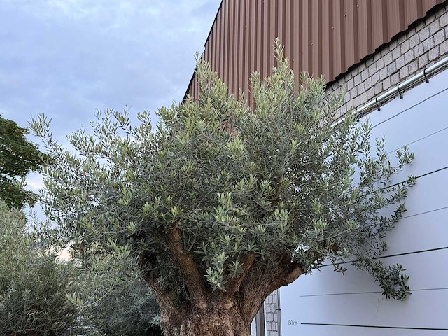 Olijfboom bonsai xxl - olea europaea - ca. 250 jaar oud - hoogte ca. 280 cm - afbeelding 10 van  10