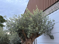 Olijfboom bonsai xxl - olea europaea - ca. 250 jaar oud - hoogte ca. 280 cm - afbeelding 10 van  10