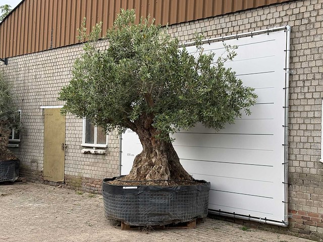 Olijfboom bonsai xxl - olea europaea - ca. 250 jaar oud - hoogte ca. 280 cm - afbeelding 2 van  6