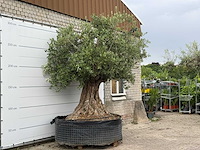 Olijfboom bonsai xxl - olea europaea - ca. 250 jaar oud - hoogte ca. 280 cm - afbeelding 3 van  6