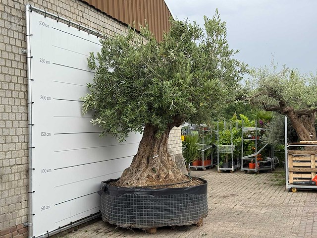 Olijfboom bonsai xxl - olea europaea - ca. 250 jaar oud - hoogte ca. 280 cm - afbeelding 4 van  6