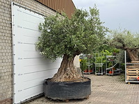 Olijfboom bonsai xxl - olea europaea - ca. 250 jaar oud - hoogte ca. 280 cm - afbeelding 4 van  6