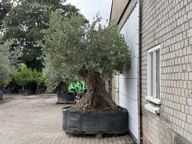 Olijfboom bonsai xxl - olea europaea - ca. 250 jaar oud - hoogte ca. 280 cm - afbeelding 5 van  6