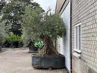 Olijfboom bonsai xxl - olea europaea - ca. 250 jaar oud - hoogte ca. 280 cm - afbeelding 5 van  6