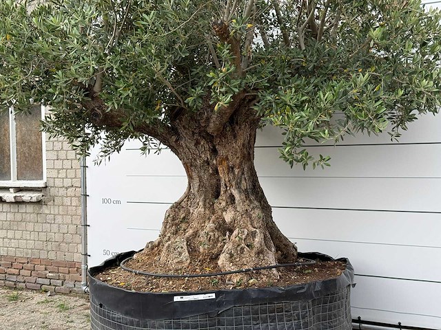 Olijfboom bonsai xxl - olea europaea - ca. 250 jaar oud - hoogte ca. 280 cm - afbeelding 6 van  6