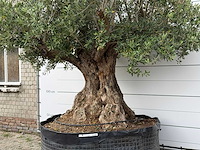Olijfboom bonsai xxl - olea europaea - ca. 250 jaar oud - hoogte ca. 280 cm - afbeelding 6 van  6