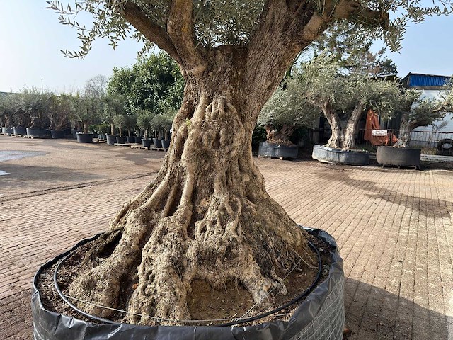 Olijfboom bonsai xxl - olea europaea - ca. 250 jaar oud - hoogte ca. 280 cm - afbeelding 2 van  10