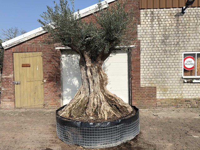 Olijfboom bonsai xxl - olea europaea - ca. 250 jaar oud - hoogte ca. 280 cm - afbeelding 1 van  10