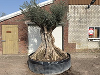 Olijfboom bonsai xxl - olea europaea - ca. 250 jaar oud - hoogte ca. 280 cm - afbeelding 4 van  10