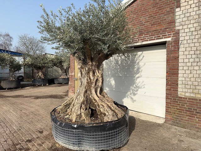 Olijfboom bonsai xxl - olea europaea - ca. 250 jaar oud - hoogte ca. 280 cm - afbeelding 5 van  10