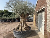 Olijfboom bonsai xxl - olea europaea - ca. 250 jaar oud - hoogte ca. 280 cm - afbeelding 6 van  10