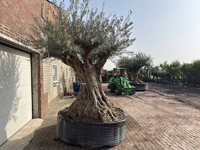Olijfboom bonsai xxl - olea europaea - ca. 250 jaar oud - hoogte ca. 280 cm - afbeelding 7 van  10