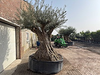 Olijfboom bonsai xxl - olea europaea - ca. 250 jaar oud - hoogte ca. 280 cm - afbeelding 7 van  10