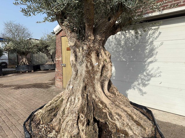 Olijfboom bonsai xxl - olea europaea - ca. 250 jaar oud - hoogte ca. 280 cm - afbeelding 9 van  10